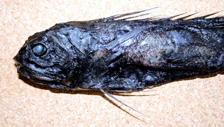 Melanonus zugmayeri_3356